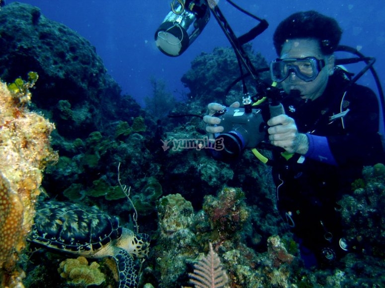 Fotografiando una tortuga Fotografiando una tortuga